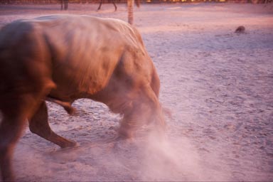 Huge bull in arena, Rio Lagartos.