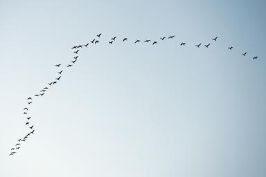 Soon the first flock of birds over Rio Lagartos. 