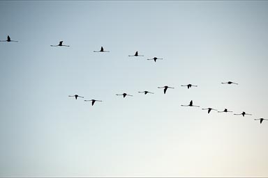 First flamingo formation, Rio Lagartos, Yucatan.