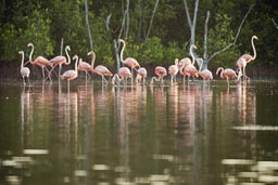 First pink flamingo encounter Rio Lagartos.