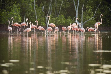 First flamingo encounter near-by.