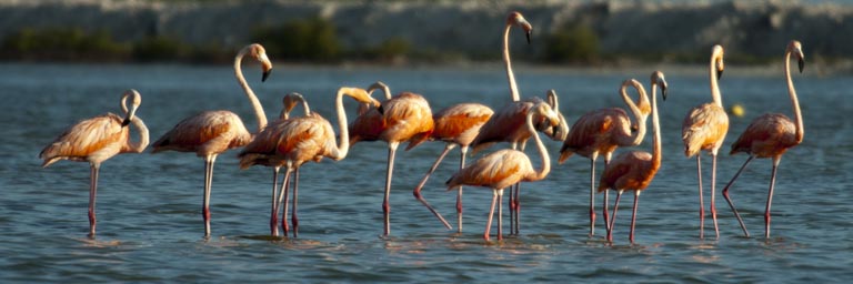 Another group of flamingos, on a sand bank, blue Rio Lagartos.