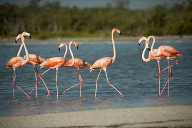 Flamingos.