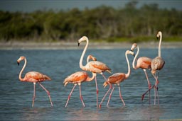 First pink flamingo encounter Rio Lagartos.