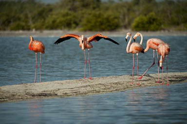 Red flamingo spreads his wings.