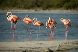 Vibrantly coloured flamingos, an indication for healthy food intake.