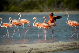 The redder the colours of flamingoes, the better and healthier their food intake.