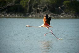 Take off on phoenix's wings. Flamingo, Rio Lagartos.