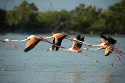 Group of flamingos taking off on Rio Lagartos.