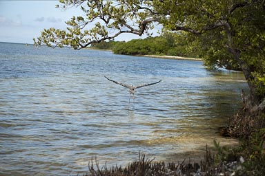 Big bird taking off. Sian Ka'an biosphere, reserve. Southermn Quintana Roo.
