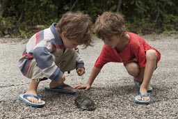 Black turtle crossing road, while driving to Calakmul, Campeche, Mexico.