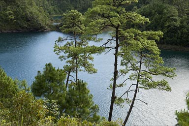 Conifers over Cinco Lagos, Chiapas, Mexico.