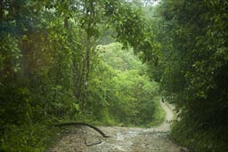 Driving the Lacandon jungle from La Realidad to San Quentin. Chiapas, Mexico.