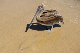 Pelican, Acapulco, beach.