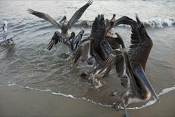 Pelicans.