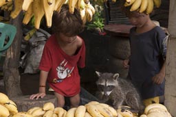 Boys find a raccoon between bananas. Mexico.