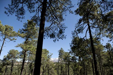 Conifers, Paso de Cortes.