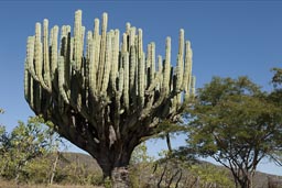 Enormous pipe cactus, southern state of Puebla, Mexico.