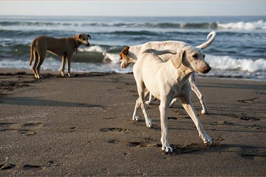 Dogs on beach.