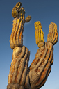 Cardon Cactus forks, branching off.