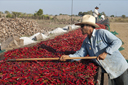 Spreading the chilis out on the roast for drying. Mexico.