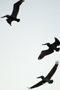 Pelicans in sky silhuettes. La Ribera, Baja California Sur.