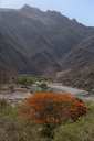 Bright red tree in bottom of Urique Canyon.