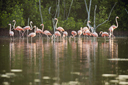 First flamingo encounter near-by.