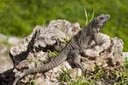 Iguana, resating on rock, Uxmal, Mexico.