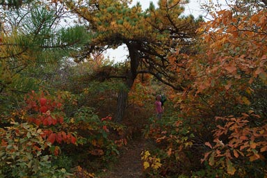 Indian summer Connecticut.