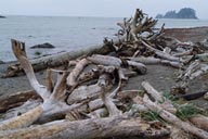 Cape Alava beach, trunks of wood.