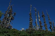 Cedars scrub.
