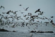 Flock of gulls.