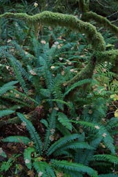 Fern, moss near ground.