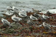 Gulls on rock, Cape Alava.