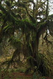 Hall of the mosses.