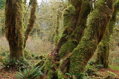 Hoh, moss on bark.