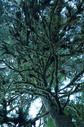 Moss covered tree, Olympics.