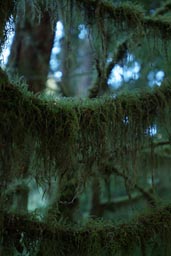 Moss on branch, Olympic rainforest.