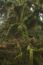 Ghost trees in Hoh.