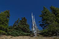 Pale cedar, blue sky.