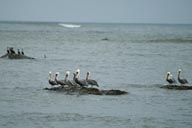 Capa Alava, Pelicans.