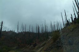 Singed trees, Mt. St. Helens.