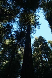 Giant trees Olympic National Park.