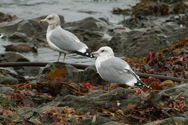 Two gulls.