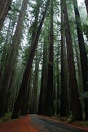 Avenue of the giants, California.