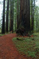 Redwoods, Rockefeller loop.