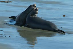 2 Elephant Seals.