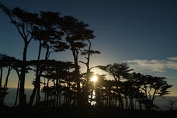 Trees Lands End San Francisco, sunset.