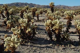 Cholla Cactus Garden.